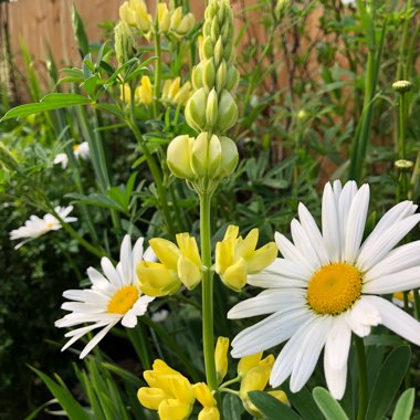 Lupinus arboreus