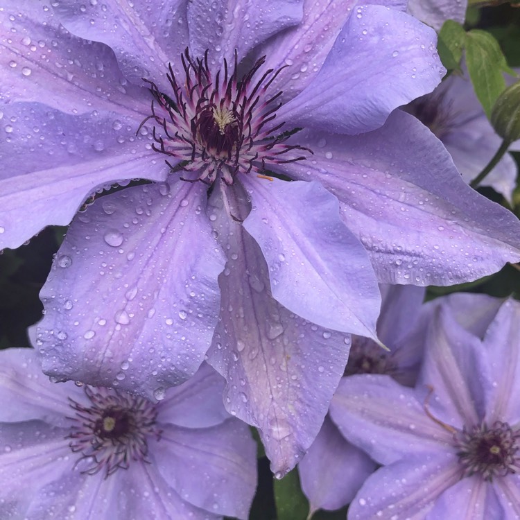 Plant image Clematis 'Bernadine'™ evipo061