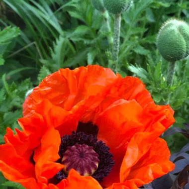 Papaver orientale 'Brilliant'