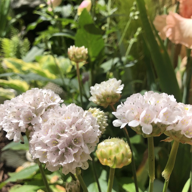 Plant image Armeria Pseudarmeria 'Ballerina White'