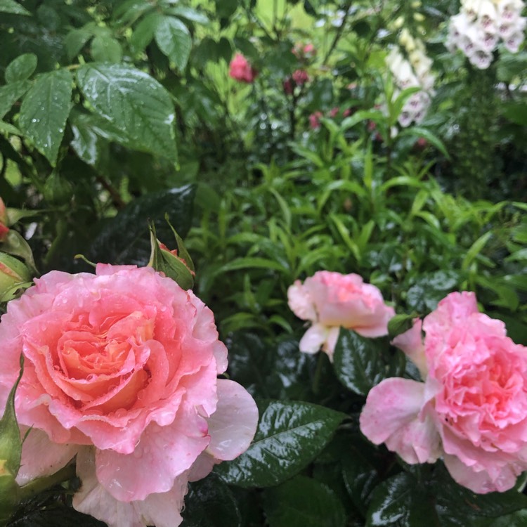 Plant image Rosa 'Rachel' syn. Rosa 'Tangust' ; Rosa 'Augusta Luise' ; Rosa 'Fox-Trot' ; Rosa 'Hayley Westenra'