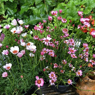 Rhodanthemum hosmariense syn. Chrysanthemum hosmariense, Leucanthemum hosmariense, Pyrethropsis hosmariense