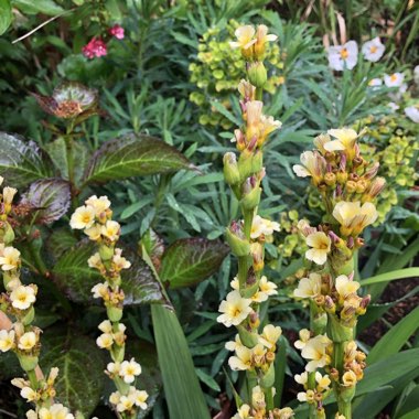 Sisyrinchium striatum