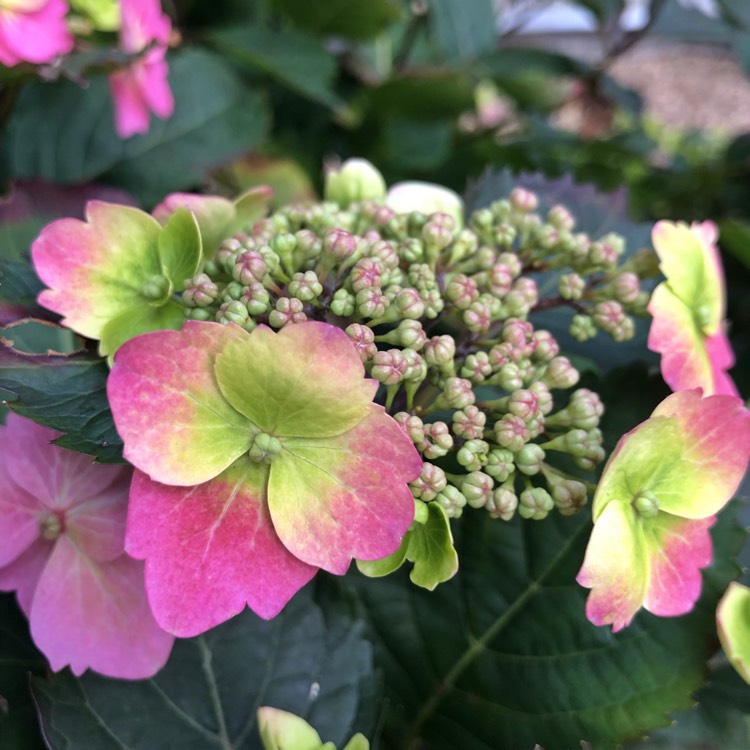 Plant image Hydrangea macrophylla 'Blueberry Cheesecake'