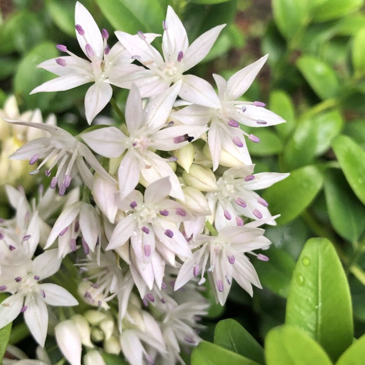 Plant image Allium amplectens 'Graceful Beauty'