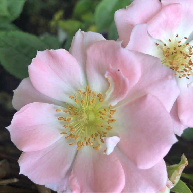 Plant image Rosa 'Diclulu' syn. Rosa 'Gentle Touch'