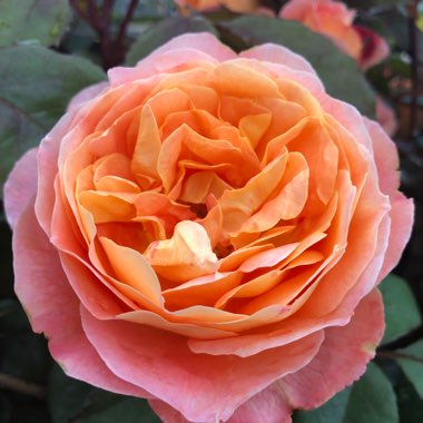 Rosa 'Dame Judy Dench'