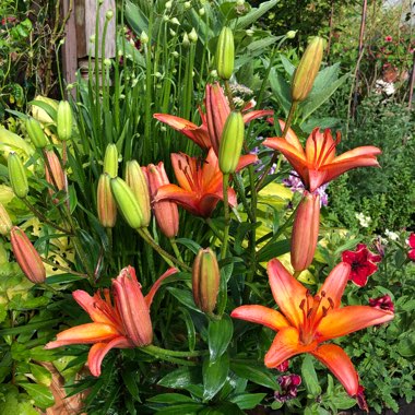 Lilium 'Giraffe'