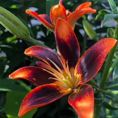 Lilium 'Starlette'