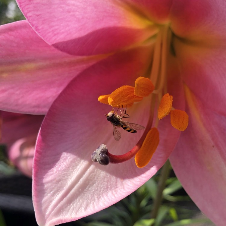 Plant image Lilium 'Pink Perfection Group'