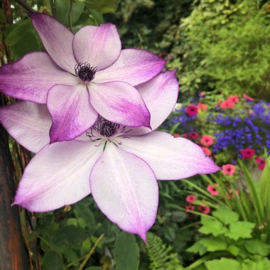 Clematis 'Fond Memories'