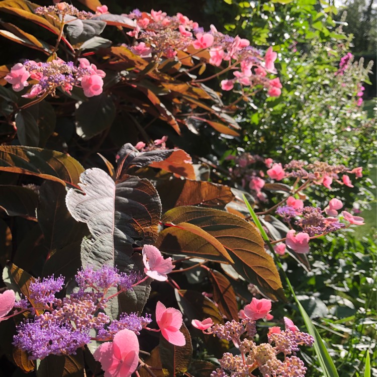 Plant image Hydrangea aspera 'Hot Chocolate'