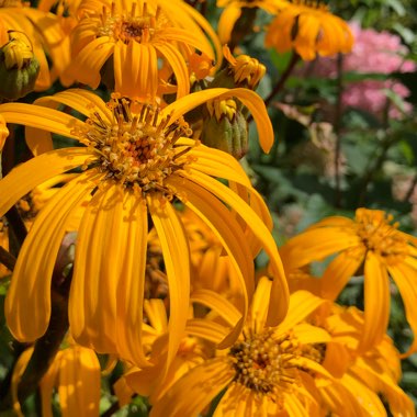 Ligularia Dentata 'Othello'