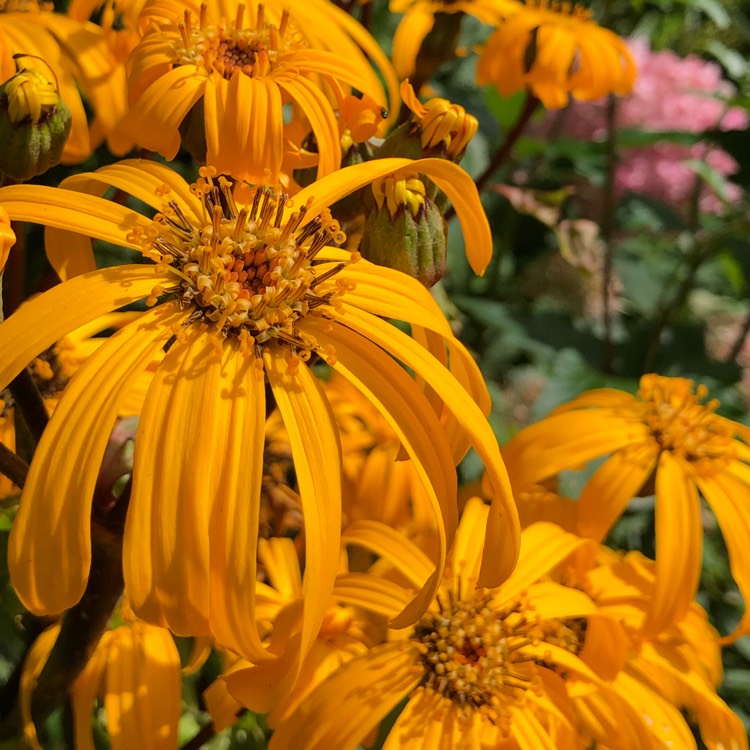 Plant image Ligularia Dentata 'Othello'