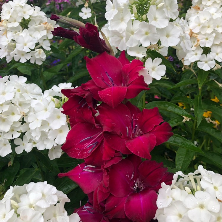 Plant image Gladiolus 'Ebony And Ivory Mix' (Mix)