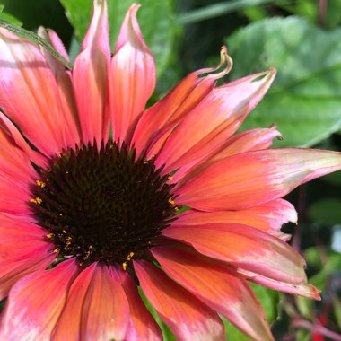 Echinacea 'Flamingo' (Fine Feathered Series)