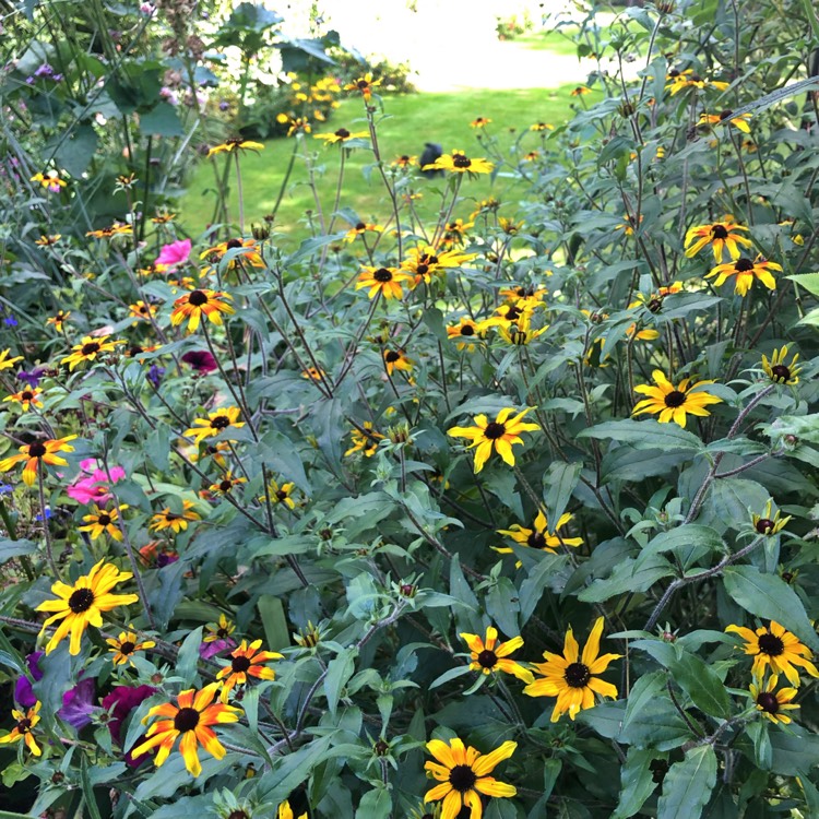 Plant image Rudbeckia triloba 'Prairie Glow'