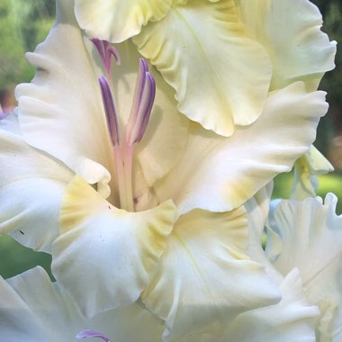 Gladiolus