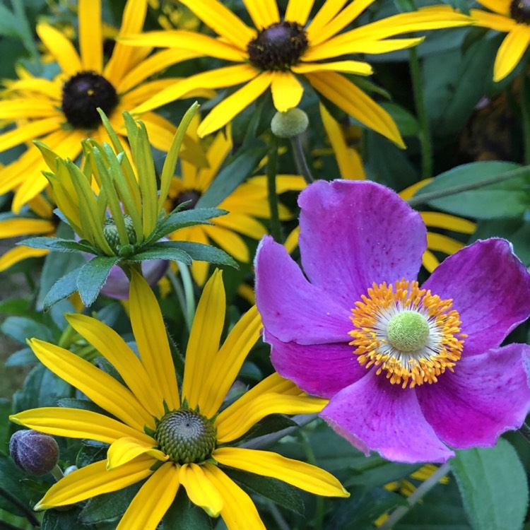 Plant image Anemone x hybrida 'Serenade'