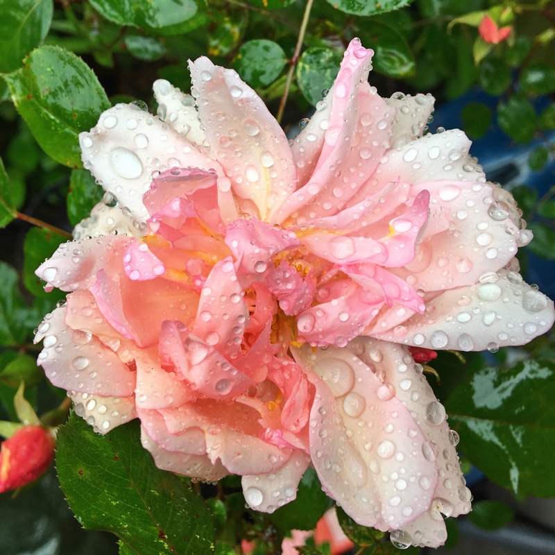 Plant image Rosa 'Alchymist'