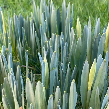 Narcissus 'King Alfred'