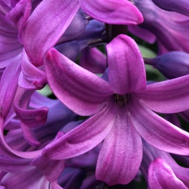 Hyacinthus orientalis 'Amethyst'