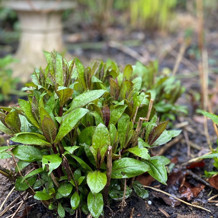 Plant image Lobelia 'Compton Pink'