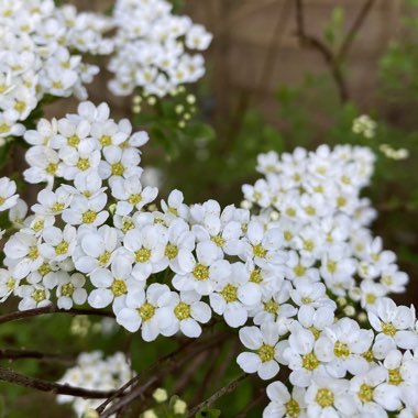 Spiraea 'Arguta' syn. Spiraea x arguta