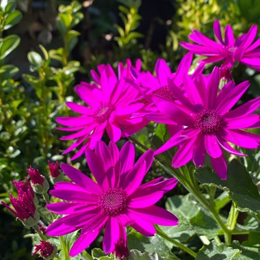 Pericallis x hybrida 'Sunsensere' (Senetti Series) syn. Pericallis 'Senetti Magenta'