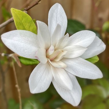 Magnolia stellata