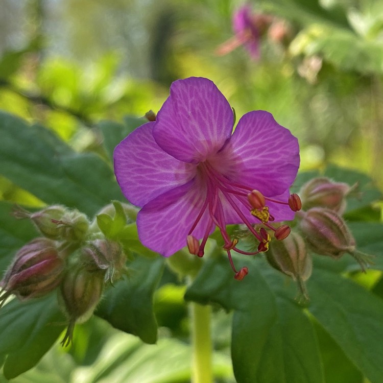 Plant image Geranium macrorrhizum 'Bevan's Variety'