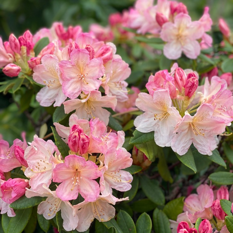 Plant image Rhododendron yakushimanum 'Percy Wiseman'