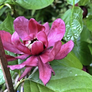 Calycanthus x raulstonii 'Hartlage Wine' syn. Sinocalycanthus raulstonii 'Hartlage Wine'