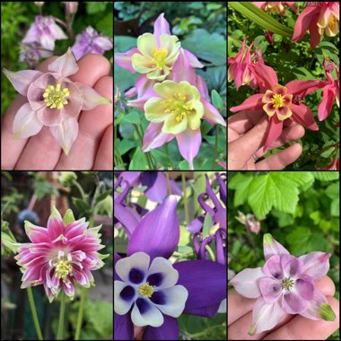 Aquilegia Caerulea