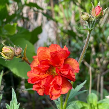 Geum 'Scarlet Tempest'