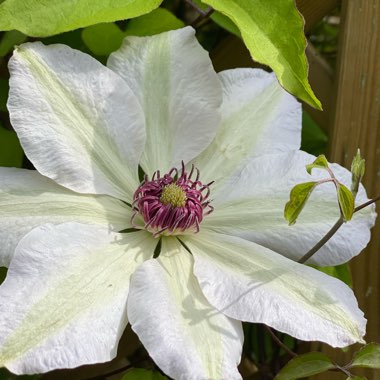 Clematis 'Miss Bateman'