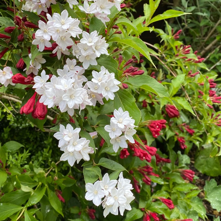 Plant image Weigela 'Bristol Ruby'