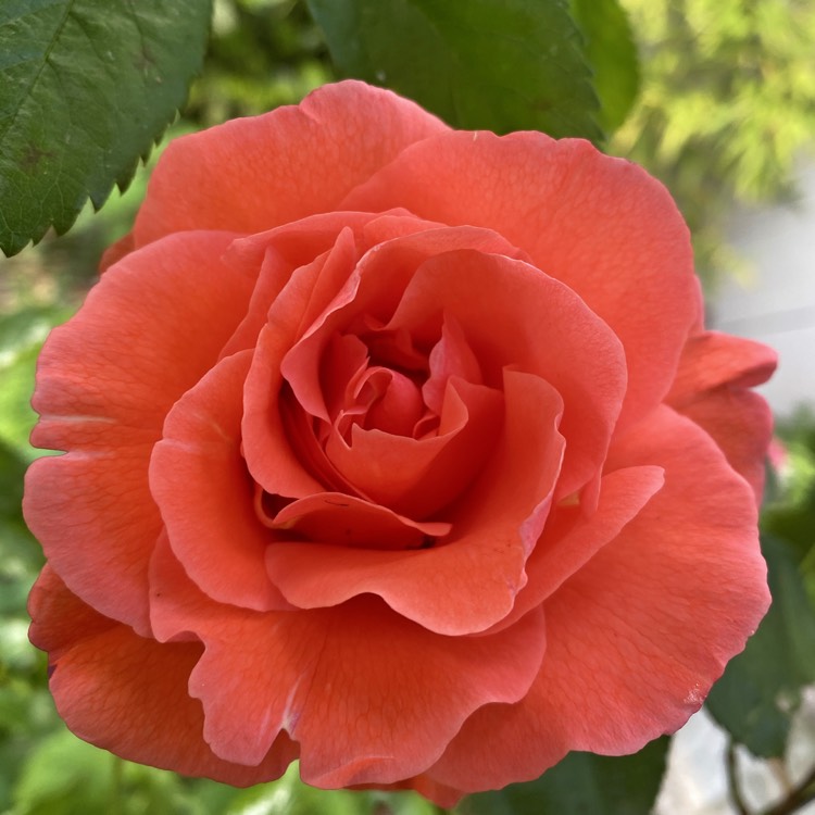 Plant image Rosa 'Happy Anniversary'