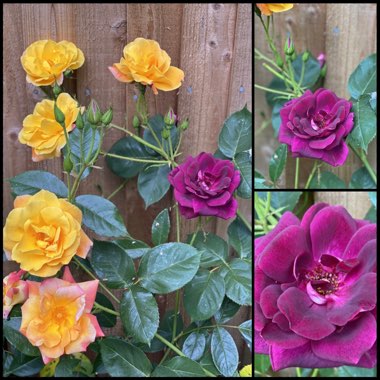 Rosa 'Prose' syn. Rosa 'Burgundy Iceberg', Rosa 'Burgundy Ice'