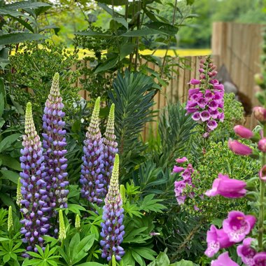 Lupinus 'Gallery Blue'