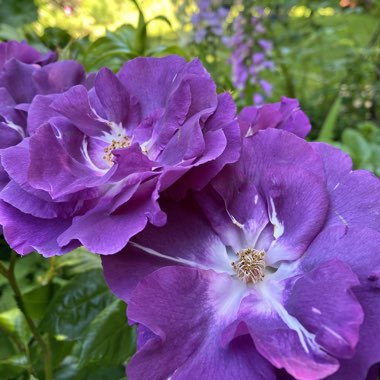 Rosa 'Frantasia' syn. Rosa 'Rhapsody in Blue'