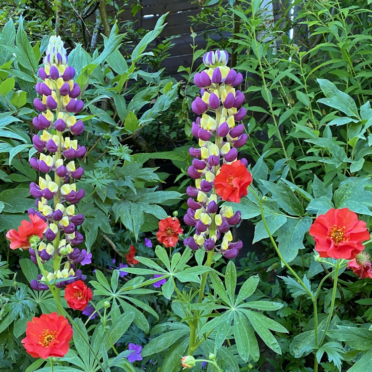 Plant image Lupinus 'Manhattan Lights'