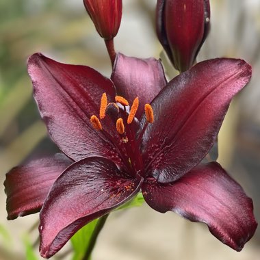 Lilium 'Dark Secret'