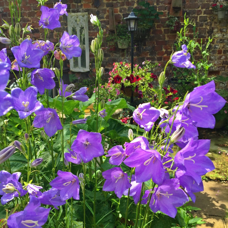 Plant image Campanula carpatica 'Jewel'