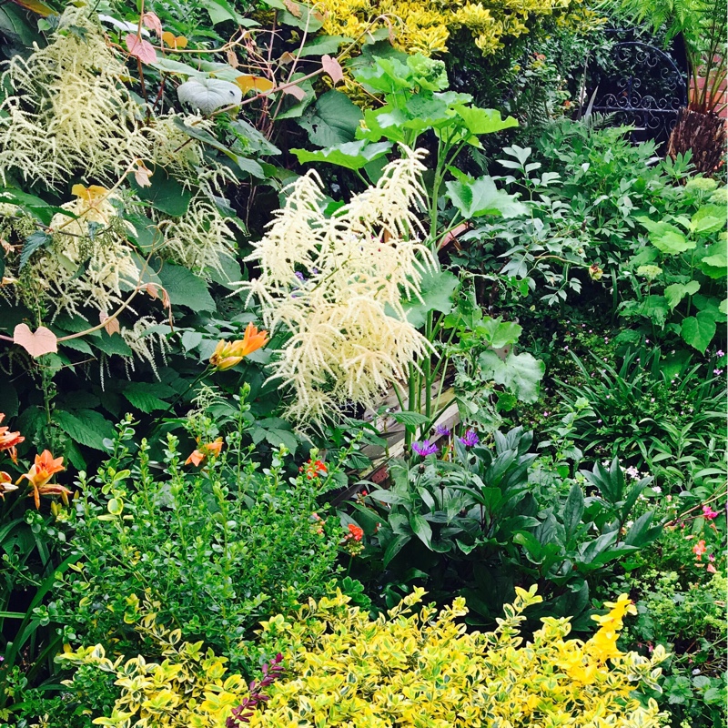 Plant image Aruncus sylvestris