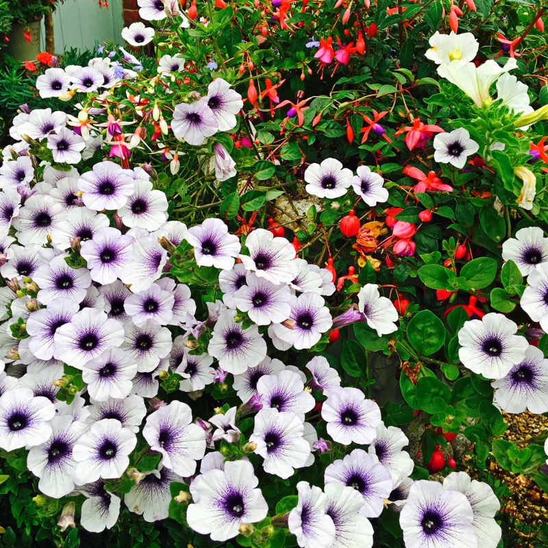 Plant image Petunia 'Cascadias Purple' (Cascadias Series) syn. Petunia 'Purple'