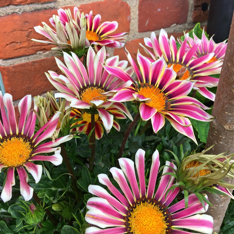 Gazania splendens 'Big Kiss White Flame'