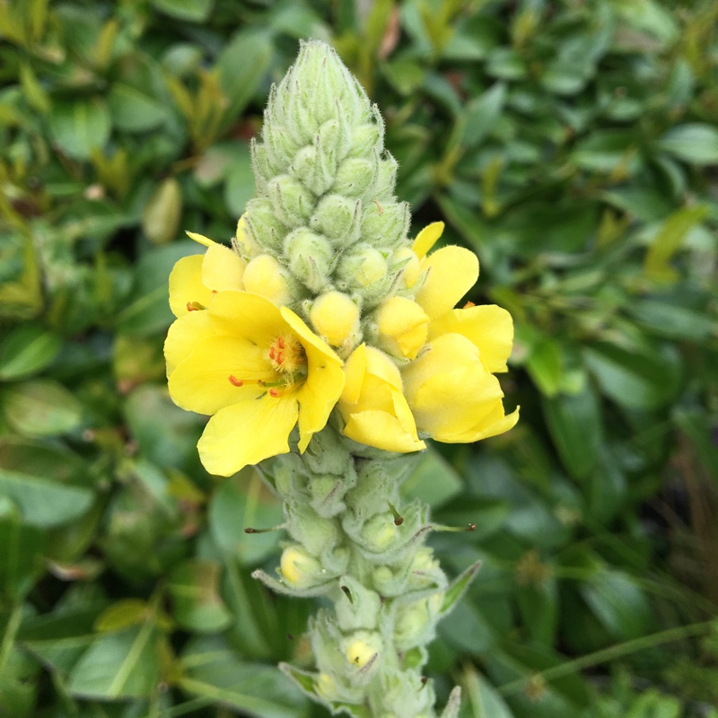 Plant image Verbascum thapsus