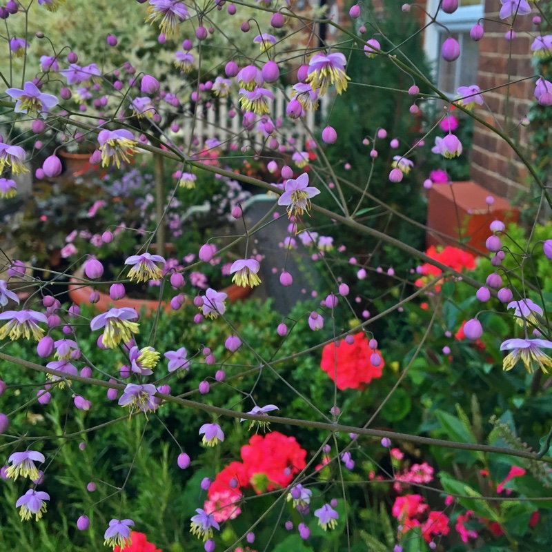 Plant image Thalictrum