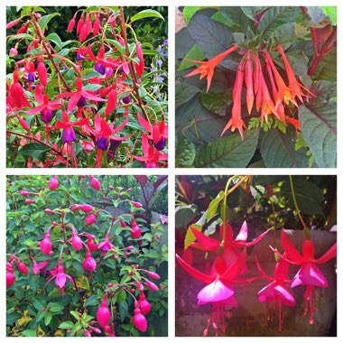 Fuchsia 'Britney'